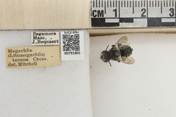 Media type: image;   Entomology 791801 Aspect: Labels